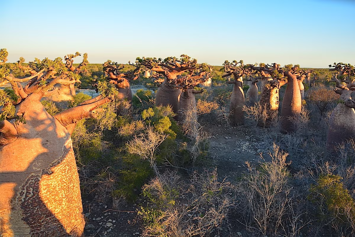 The southern loop: from the Tsiribihina to Mount Ibity, passing through the Tsingy of Bemaraha